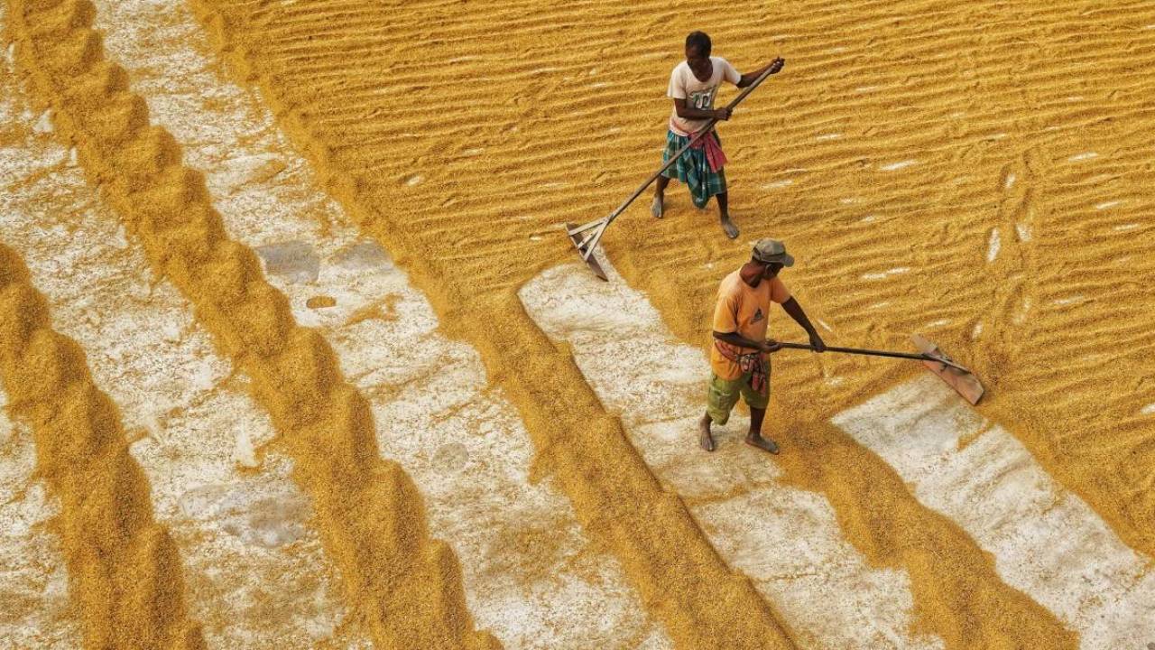 मध्य प्रदेश में 1 मार्च से गेहूं की सरकारी खरीद, किसानों को एमएसपी के साथ बोनस भी