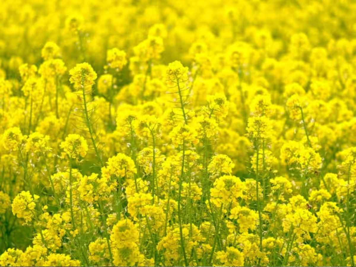 किसान ध्यान दें! अगर सरसों की फसल बढ़ानी है, तो अपनाएं यह खास तरीका