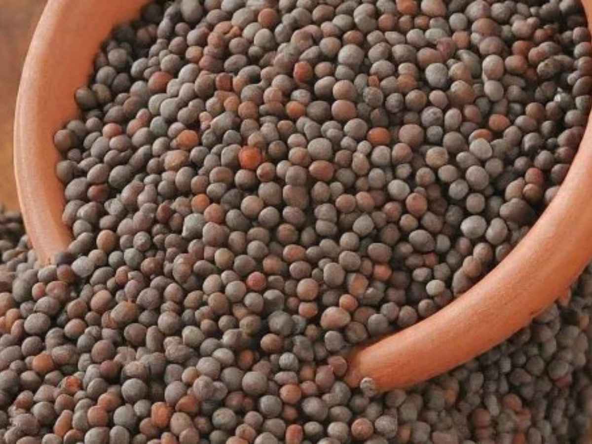 ऑनलाइन बिक रहा है 150 रुपये किलो सरसों का बीज, ऐसे करें ऑर्डर
