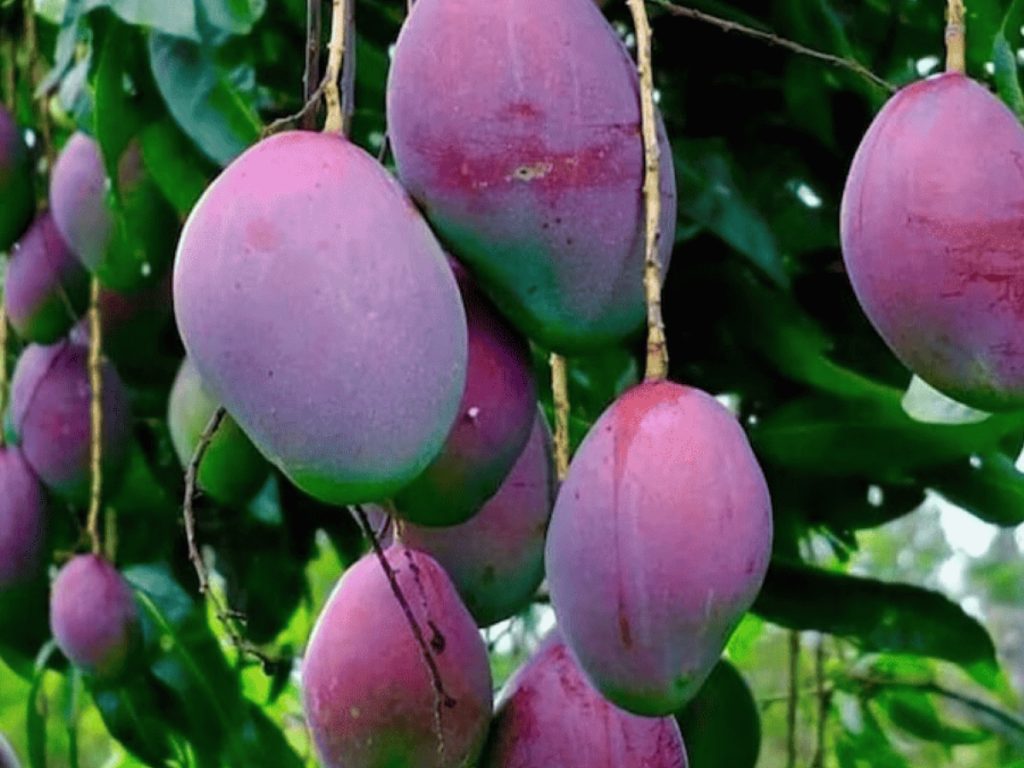 ताइयो नो तमागो आम-(जापान) : ताइयो नो तमागो आम-(जापान) :