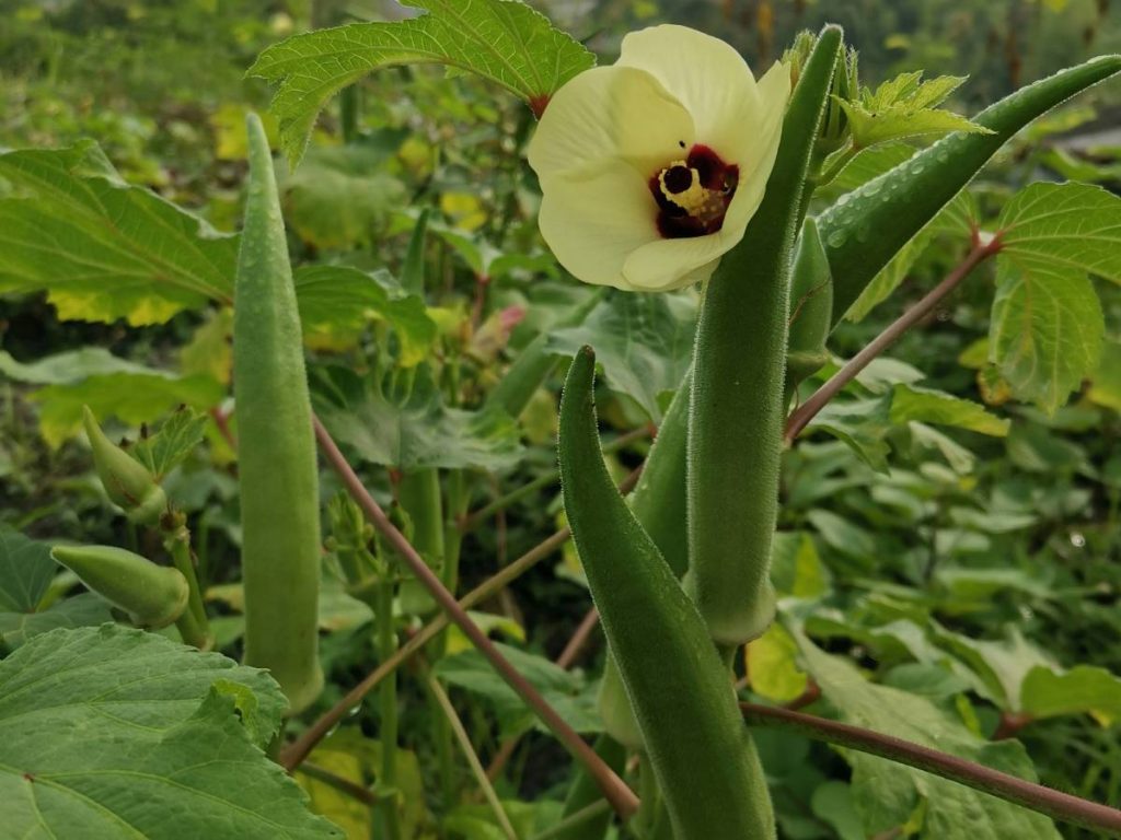 क्षेत्र के किसान खरपतवारों को नियंत्रित करने और पानी बचाने के लिए इस विधि के साथ मल्चिंग कवर का भी उपयोग करते हैं. भिंडी की मांग साल भर बनी रहती है और यह स्थानीय सब्जी किसानों के लिए विशेष रूप से फायदेमंद है क्योंकि यह कम से कम पानी की आवश्यकता के साथ शुष्क मौसम में एक लचीली और फायदेमंद फसल साबित होती है.
क्षेत्र के किसान खरपतवारों को नियंत्रित करने और पानी बचाने के लिए इस विधि के साथ मल्चिंग कवर का भी उपयोग करते हैं. भिंडी की मांग साल भर बनी रहती है और यह स्थानीय सब्जी किसानों के लिए विशेष रूप से फायदेमंद है क्योंकि यह कम से कम पानी की आवश्यकता के साथ शुष्क मौसम में एक लचीली और फायदेमंद फसल साबित होती है.