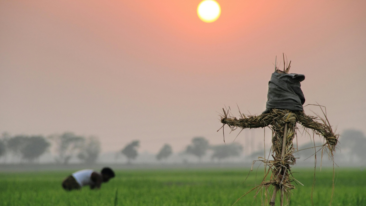 फरवरी की गर्मी पड़ेगी गेहूं और दूसरी फसलों पर भारी, नुकसान की आशंका