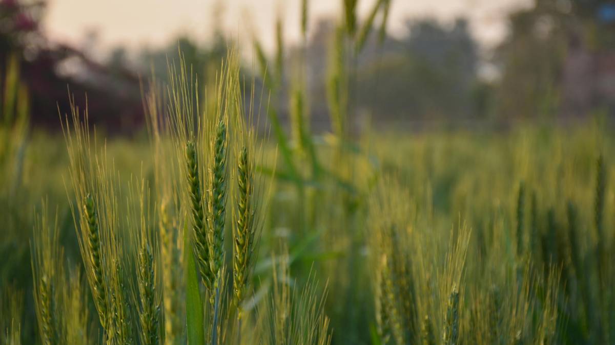 आखिर क्‍या है Agristak पोर्टल  जिस पर 1 लाख से ज्‍यादा किसान करा चुके हैं रजिस्‍ट्रेशन 