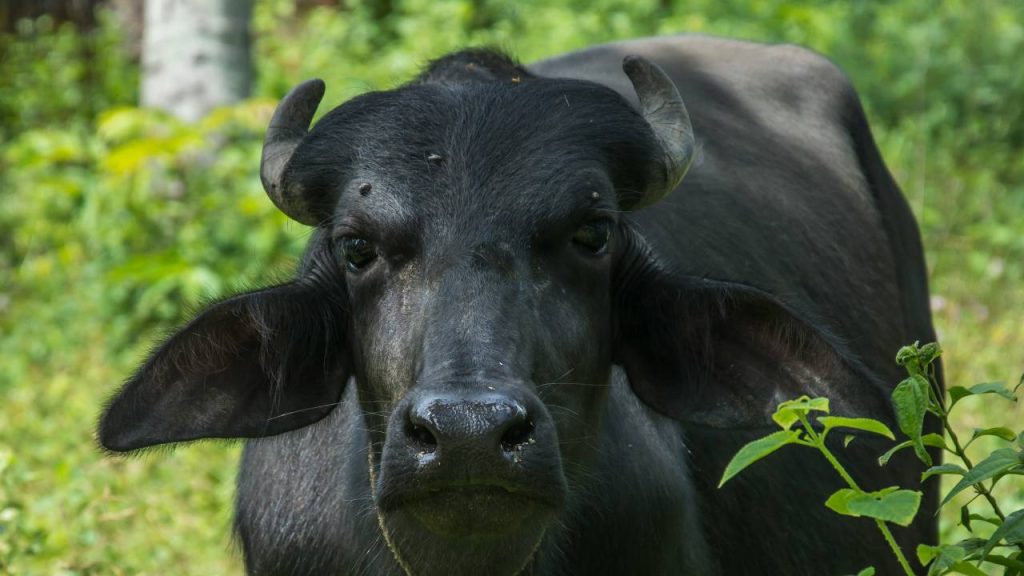 सुरती इस भैंस का संबंध दक्षिण पश्चिमी गुजरात में कैरा और बड़ौदा जिले से है. यह 900 से 1300 लीटर तक का दूध अपने जीवनकाल में देती है.  इस नस्ल की खासियत है कि दूध में वसा का उच्च प्रतिशत आठ से 12 प्रतिशत तक होता है. 