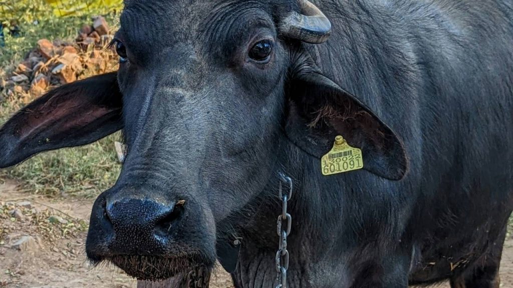 मुर्रा  यह भैंसों की सबसे महत्वपूर्ण दुधारू नस्ल है जो हरियाणा के रोहतक, हिसार के साथ ही  जींद और पंजाब के नाभा और पटियाला जिले हैं. मुर्रा  भैंस को दुनिया में सबसे अच्छा दूध उत्पादक माना गया है. एक मुर्रा भैंस आम तौर पर प्रतिदिन 10 से 16 लीटर दूध देती है, लेकिन कुछ भैंसें 16 लीटर से अधिक दूध दे सकती हैं. 