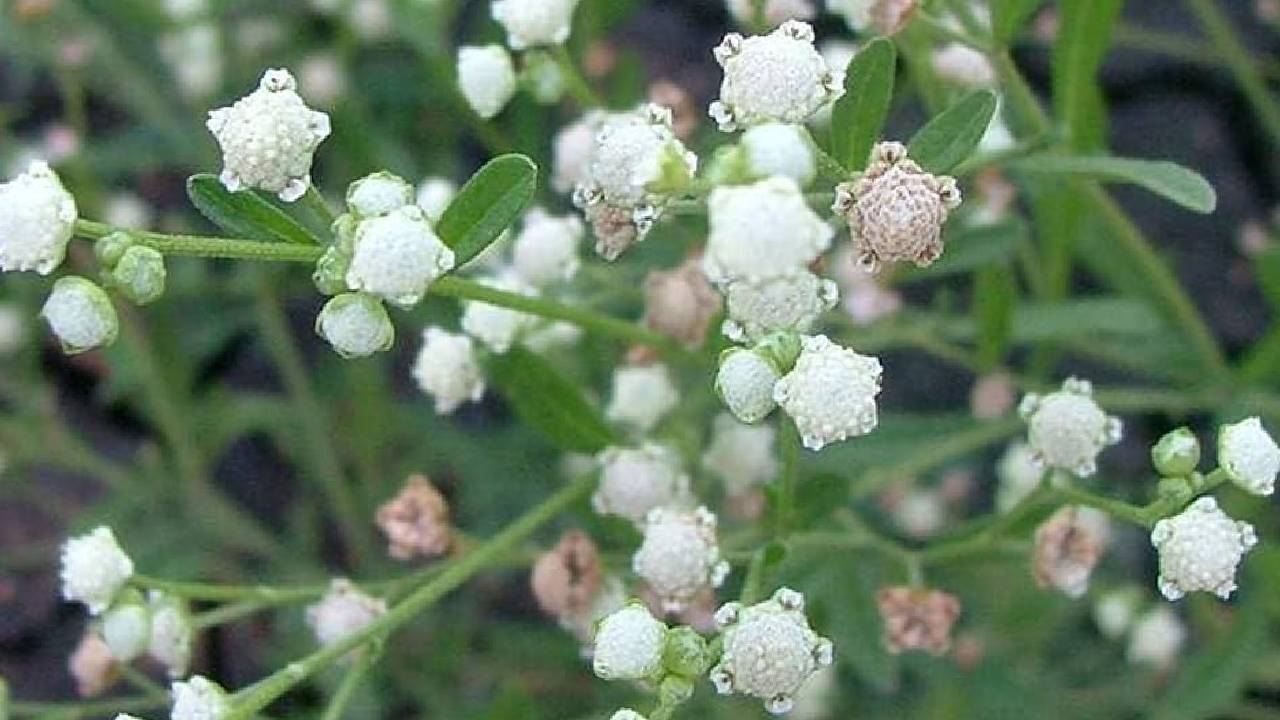 अगर आपके खेत में लगा है ये पौधा, तो कुछ सालों में बंजर हो जाएगी जमीन