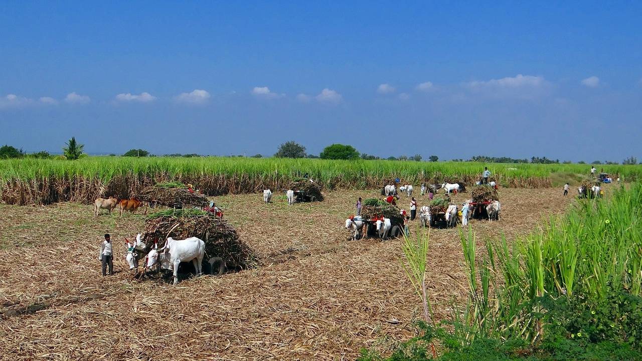 Agriculture News: AI से कैसे बदल रही है महाराष्‍ट्र में गन्‍ने की खेती की सूरत 