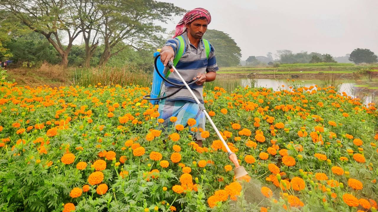 ऐसे करें गेंदे के फूल की खेती, होगा मुनाफा ही मुनाफा 