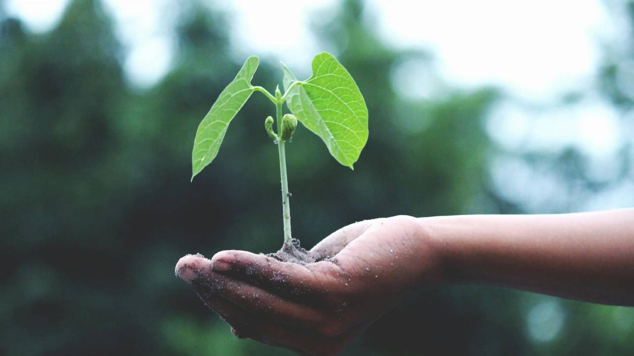कर्नाटक की 71 साल की महिला किसान ने बंजर जमीन पर लौटाई हरियाली