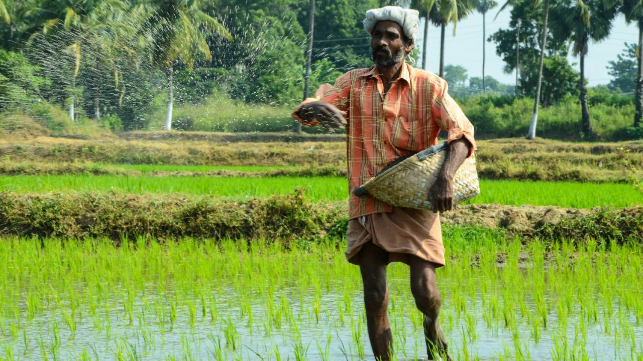 देश में चावल, गेहूं, मक्का, मूंगफली और सोयाबीन का रिकार्ड उत्पादन