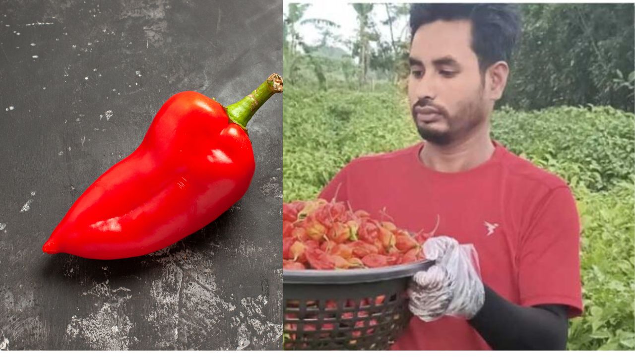 असम में कैसे एक किसान मिर्ची उगाकर हर साल कमा रहा 15 लाख रुपये