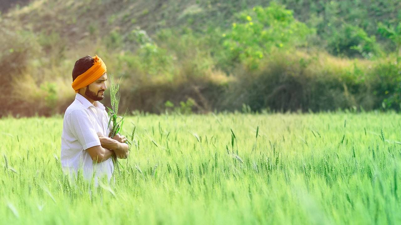 सोयाबीन से मक्का की ओर रुख कर रहे किसान, खतरे में सरकार का तिलहन मिशन!