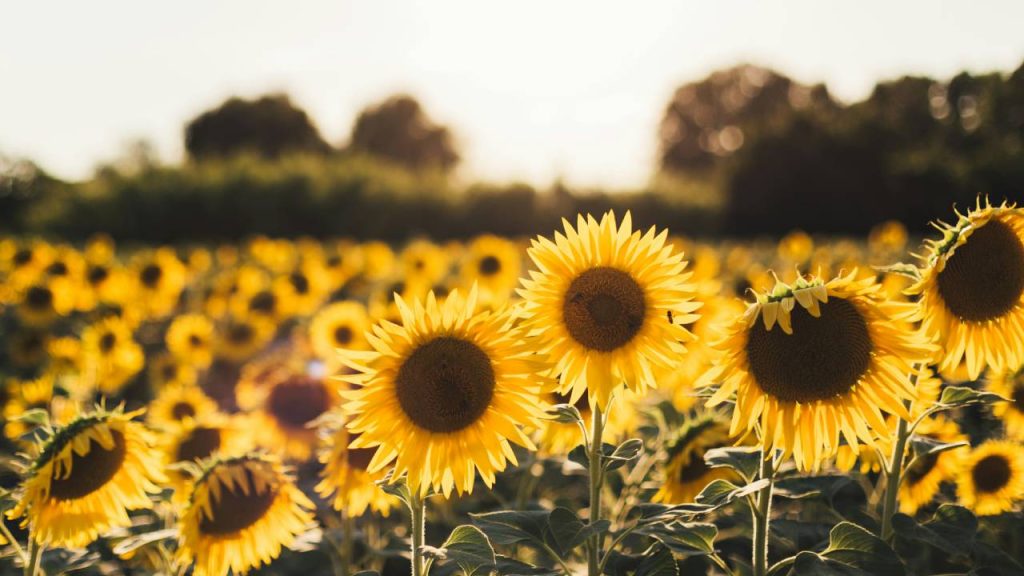 Sunflower Planting Made Easy: Best Time, Tips & Care