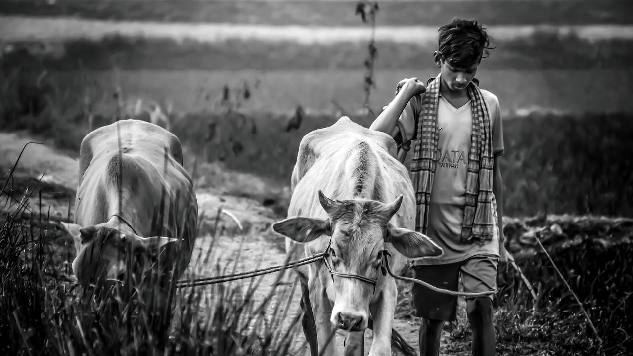 Telangana News: कपास की खेती में हो रहा था घाटा तो किसान ने दे दी अपनी जान