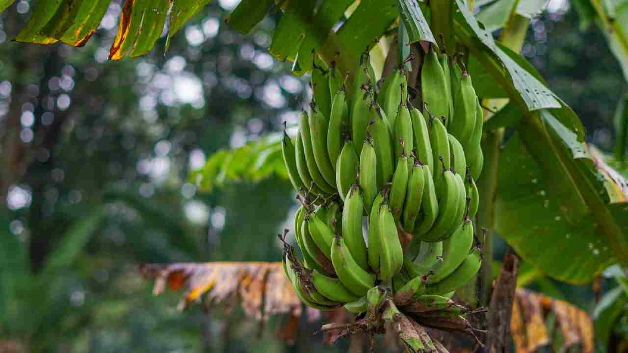 केले की खेती पर बड़ा खतरा, 2080 तक 60 फीसदी क्षेत्र हो सकते हैं प्रभावित