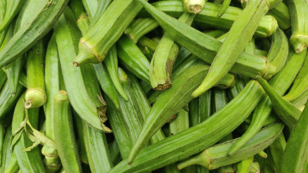 भिंडी की खेती से निकोबार के आदिवासी किसान पैट्रिक ने कमाया 2 लाख का फायदा