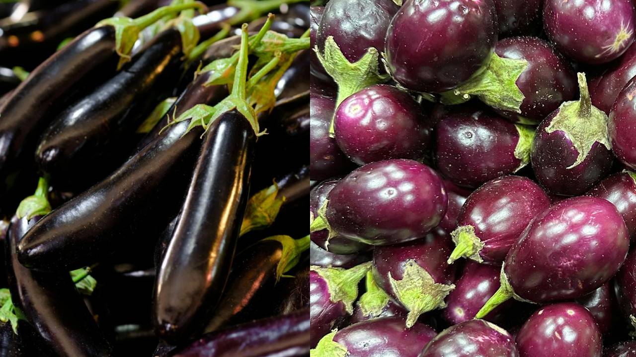 अप्रैल में करें बैंगन की इन 5 किस्मों की खेती, मिलेगी बंपर पैदावार