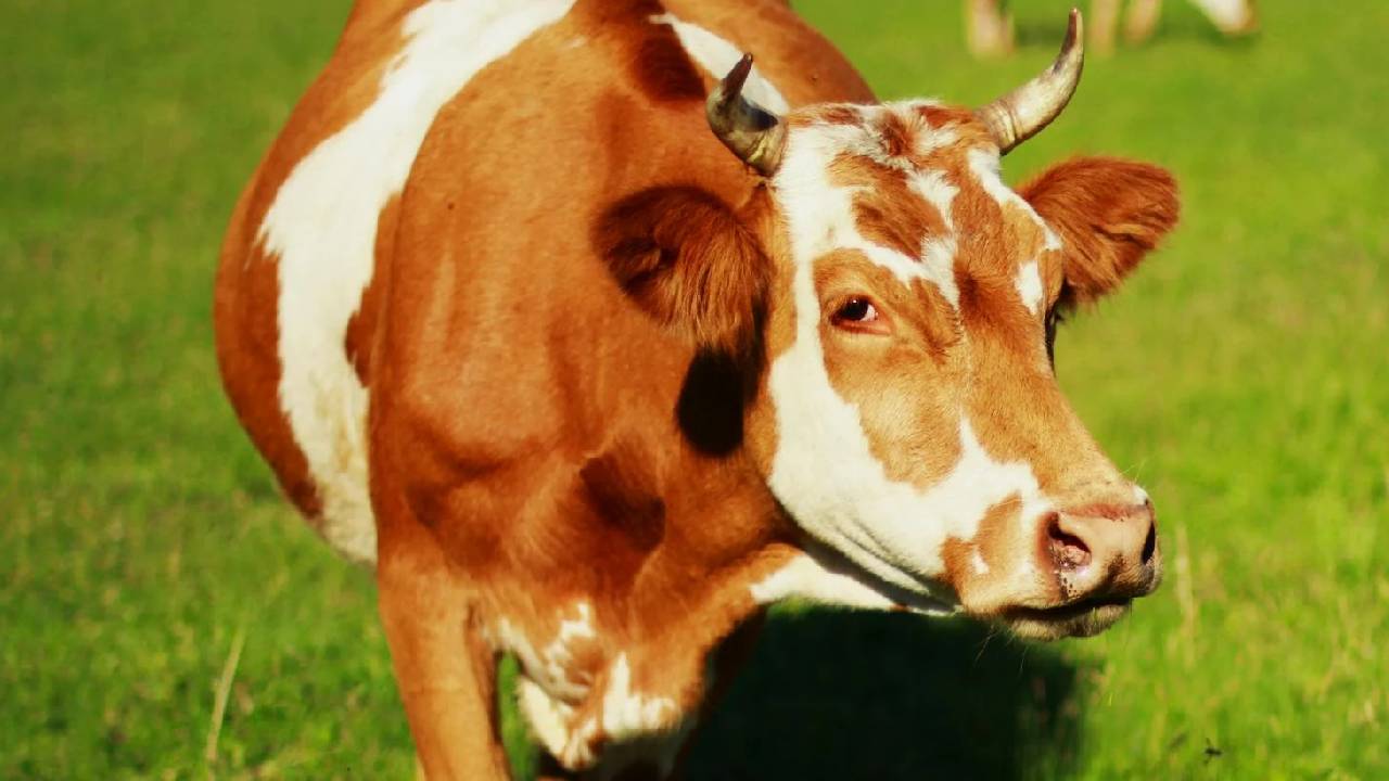 बनास डेयरी ने शुरू की सीमन उत्पादन इकाई, पशुपालकों को मिलेगा सस्ता सीमन