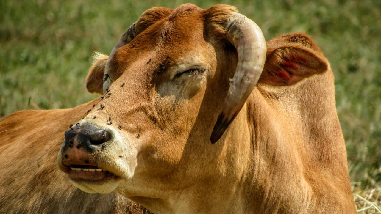 गायों को मक्खियों से मिलेगा छुटकारा, बस लगाएं ये खास टेप