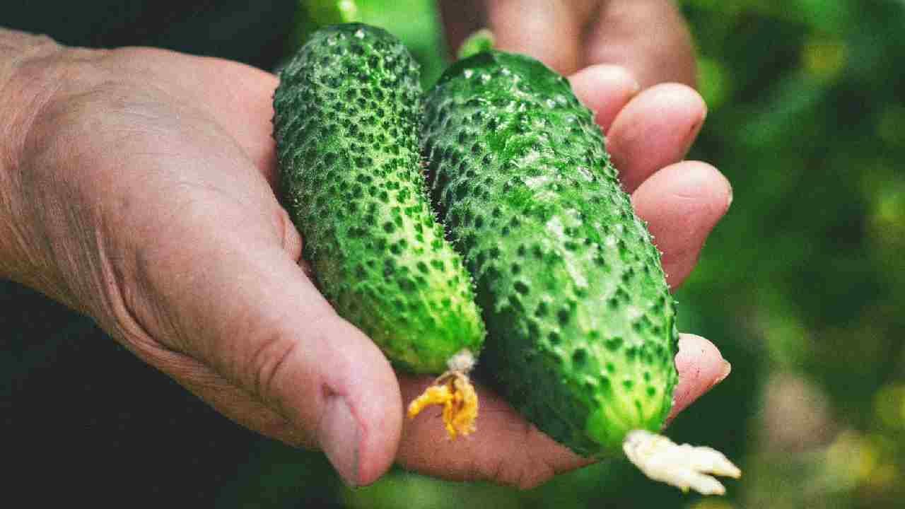 मार्च में करें खीरे की खेती, इन किस्मों के बीज लगाकर 40 दिनों में पाएं फसल