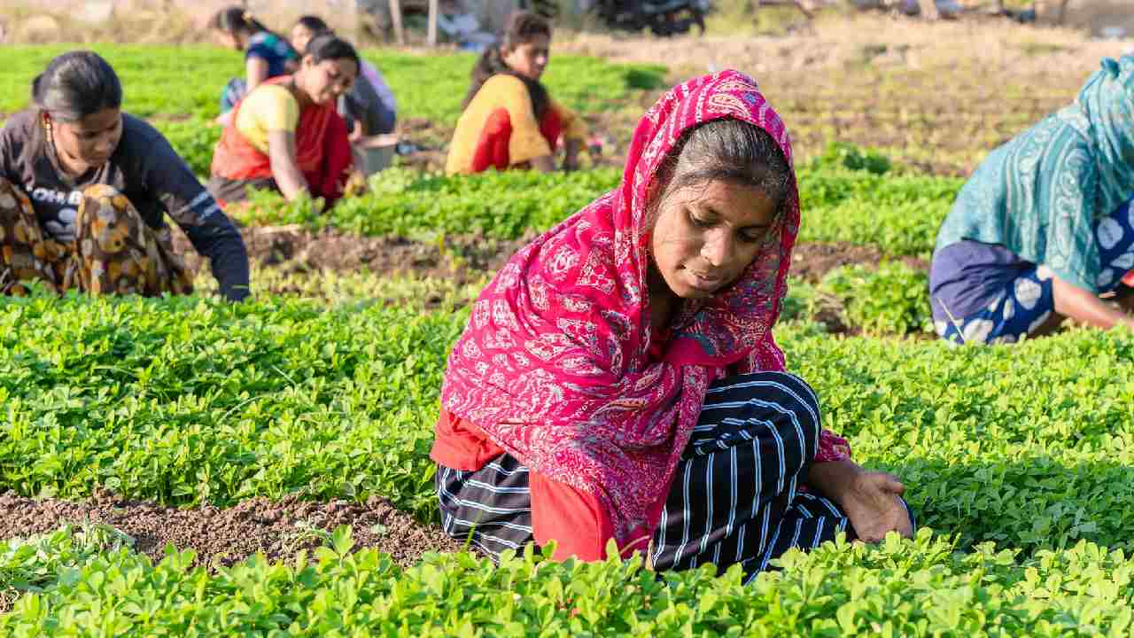 ऑर्गेनिक फार्मिंग से किसानों को मिलेगा ज्यादा मुनाफा, जानिए कैसे