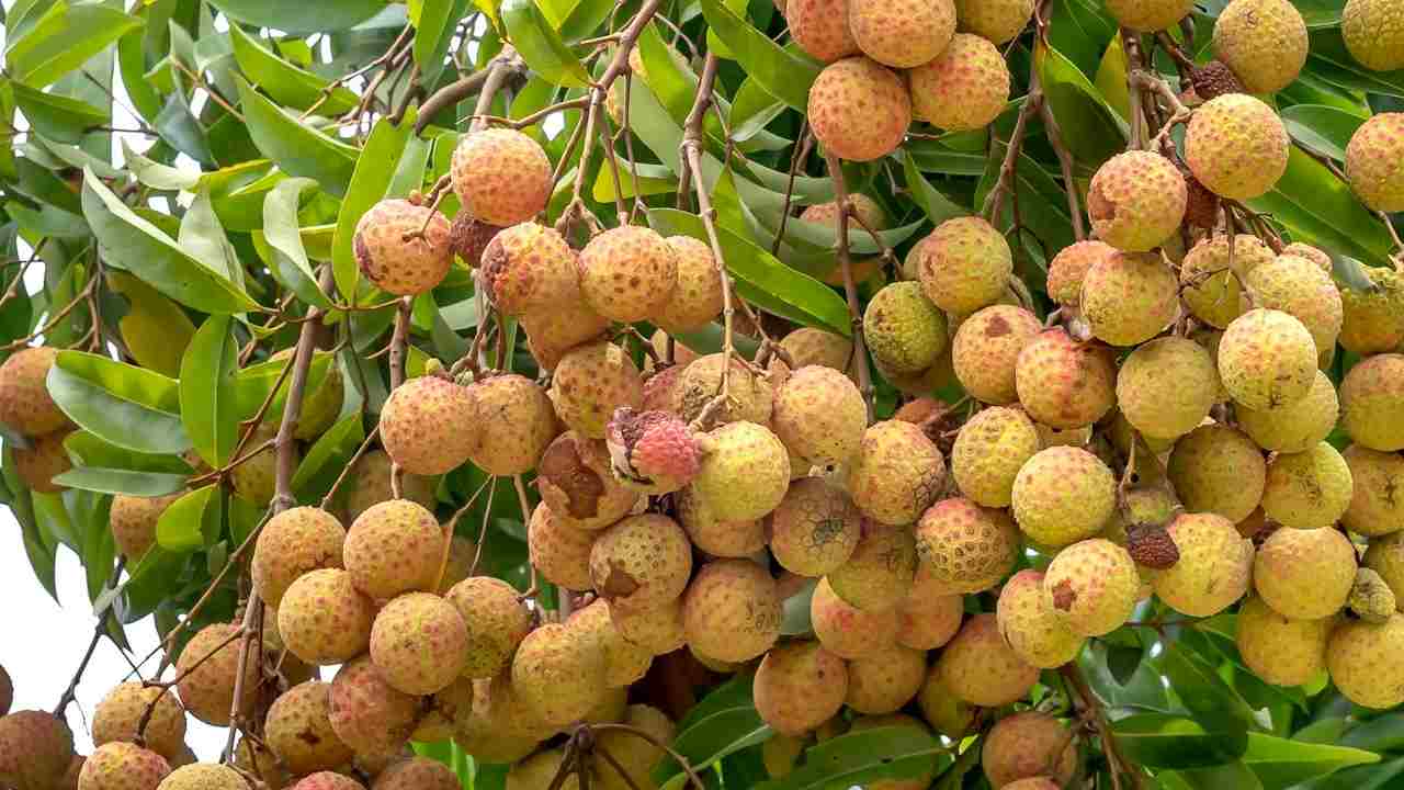 लीची की फसल को बर्बाद कर देते हैं ये कीट, जानें कैसे करें बचाव