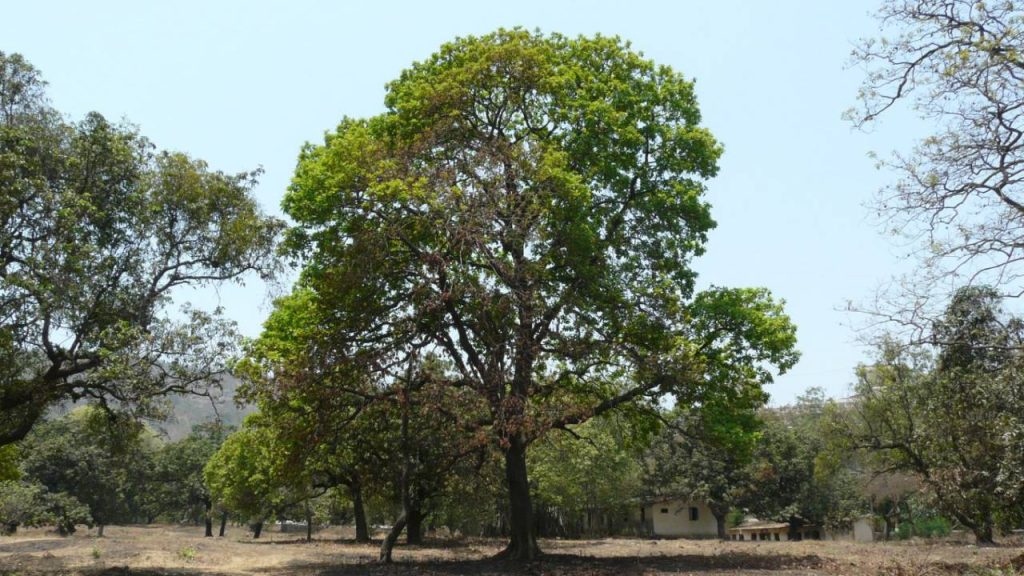 इसके अलावा इसके पेड़ की छाल त्वचा को मुलायम बनाने में मदद करती है. महुआ का इस्तेमाल न केवल त्वचा को कोमल बनाने के लिए किया जाता है बल्कि त्वचा रोग एक्जिमा के उपचार के रूप में भी किया जाता है. इसके अलावा इसके पेड़ की छाल त्वचा को मुलायम बनाने में मदद करती है. महुआ का इस्तेमाल न केवल त्वचा को कोमल बनाने के लिए किया जाता है बल्कि त्वचा रोग एक्जिमा के उपचार के रूप में भी किया जाता है.