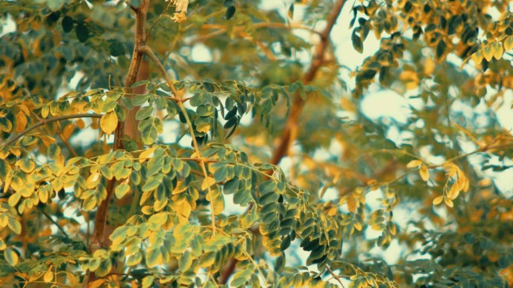 Uttar Pradesh Boosts Moringa Cultivation to Strengthen Nutrition Security and Promote Sustainable Agriculture