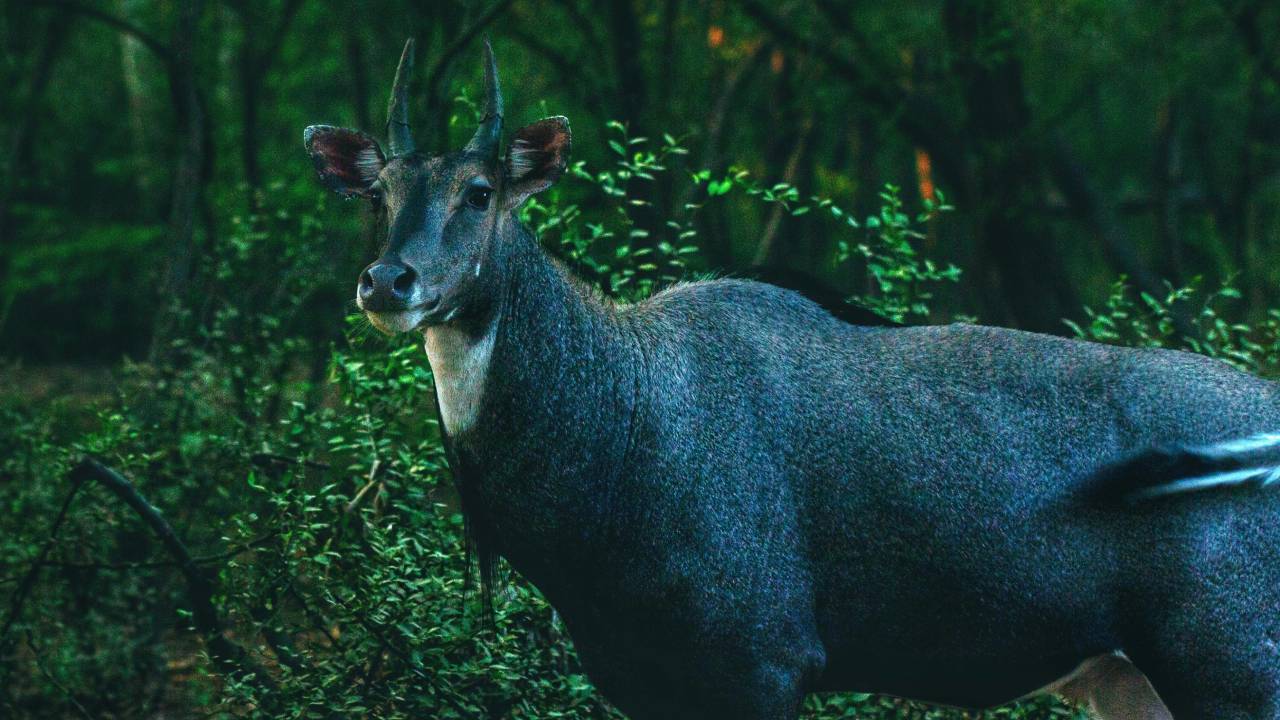 नेपाल-भारत बॉर्डर पर नीलगाय का आतंक, बर्बाद किसानों ने छोड़ी खेती