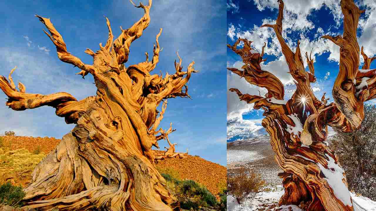 रहस्यों से भरा है दुनिया का सबसे पुराना पेड़, जो हजारों सालों से है जिंदा