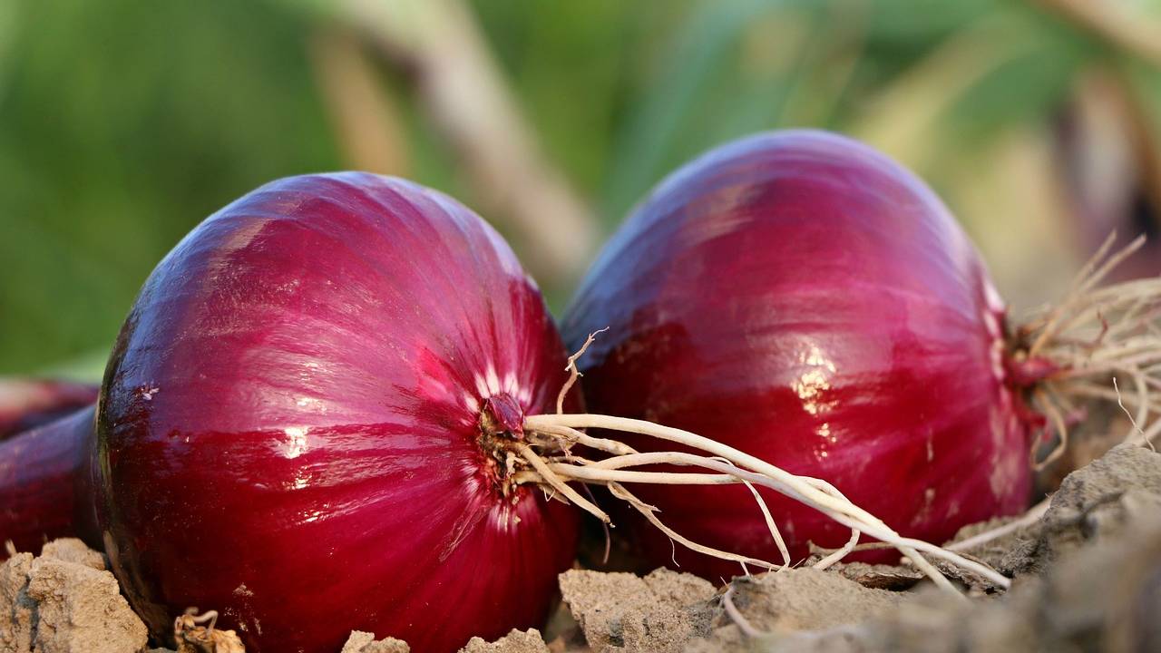 छोटे प्याज से निराश? किसान अब सीखें खेत में बड़े और स्वस्थ प्याज उगाने का तरीका