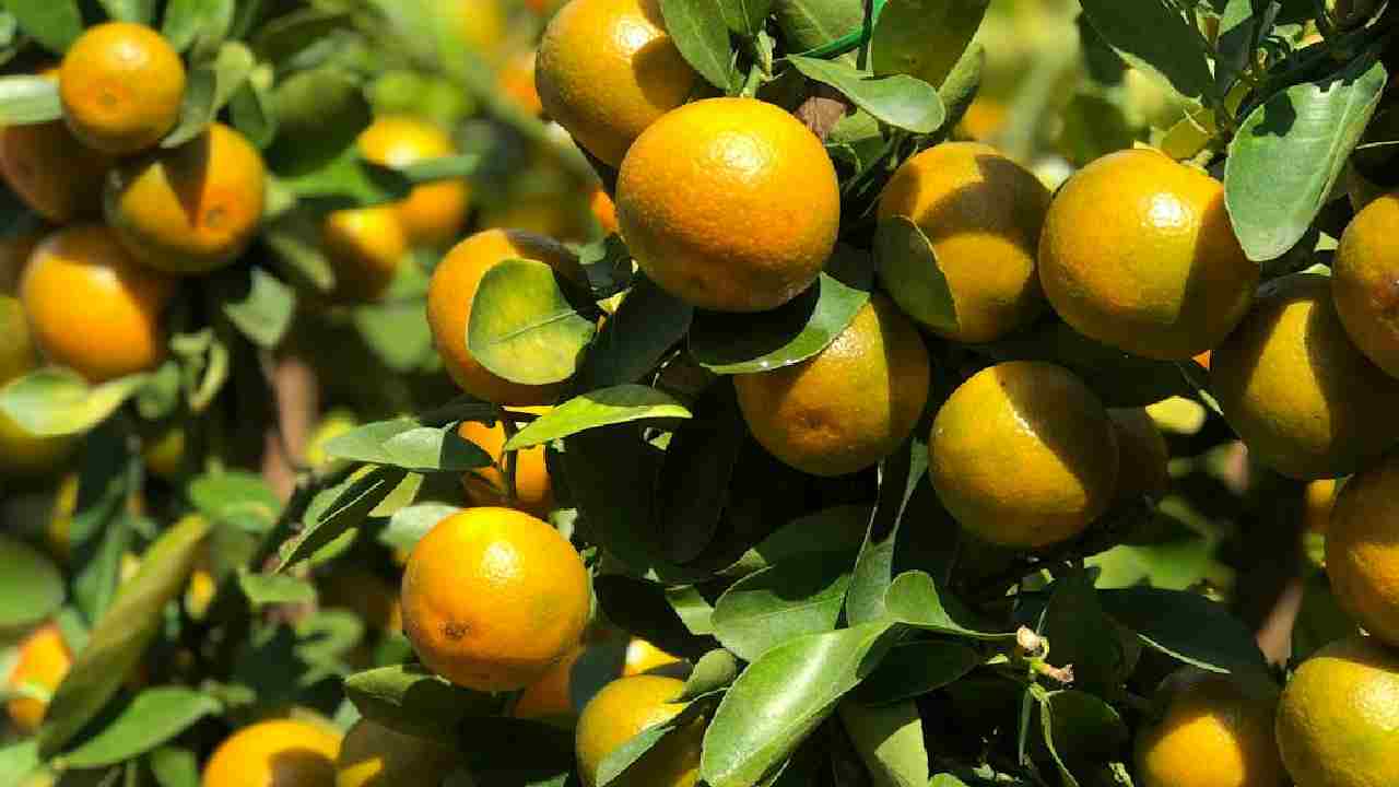 संतरे की बागवानी से होंगे मालामाल, जानें कैसे करें शुरुआत