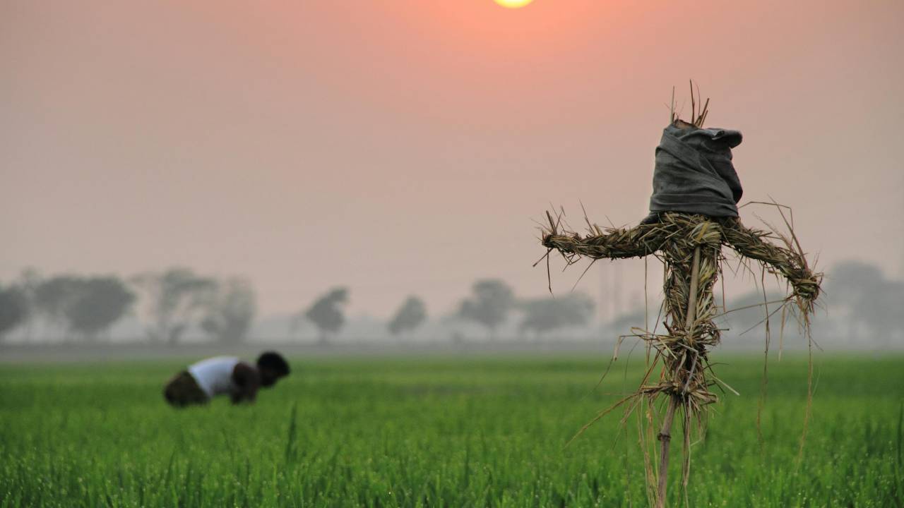 टूटे चावल के निर्यात से प्रतिबंध हटा, फिर भी एमपी के निर्यातक निराश!