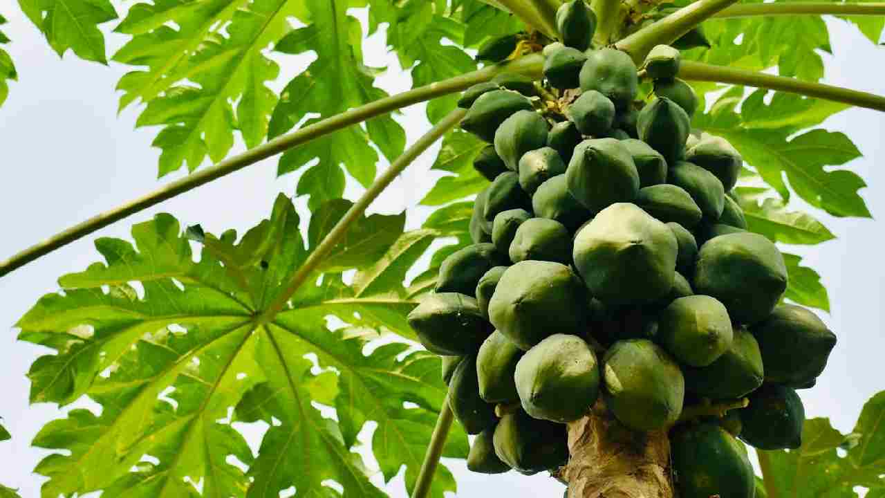 पपीते की खेती की पूरी जानकारी, मिट्टी से लेकर किस्मों तक जानिए हर जरूरी बात