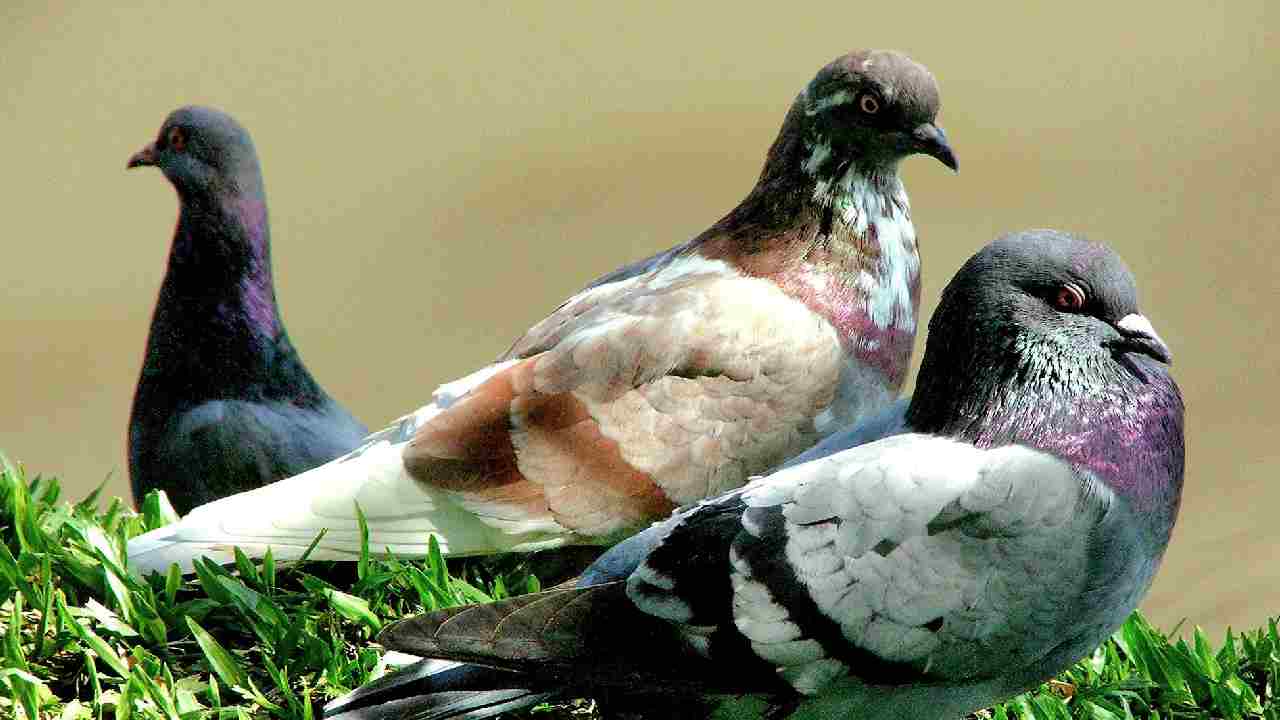 कबूतरों से परेशान हैं? तो इन पौधों को लगाकर पाएं छुटकारा