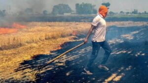 पंजाब में धान की पराली पर मिलेगी 60 करोड़ रुपये की सब्सिडी, जानें सारा प्लान पंजाब में धान की पराली पर मिलेगी 60 करोड़ रुपये की सब्सिडी, जानें सारा प्लान