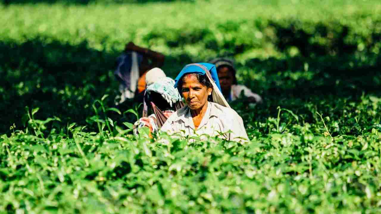 कम कीमतों से परेशान छोटे चाय किसान, अब CISTA ने केंद्र से की ये बड़ी अपील