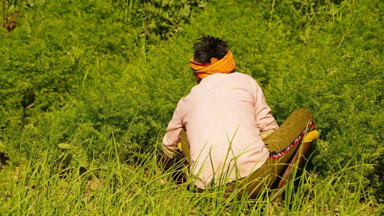 तेलंगाना में धान, कपास और मक्‍का के नकली बीजों ने बढ़ाई किसानों की मुश्किलें