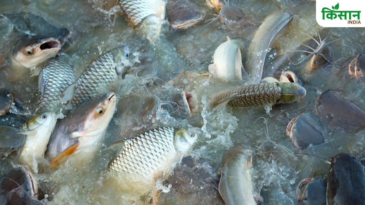 तालाब में गोबर के साथ डालें मुर्गियों की बीट, तेजी से बढ़ेगा मछलियों का वजन