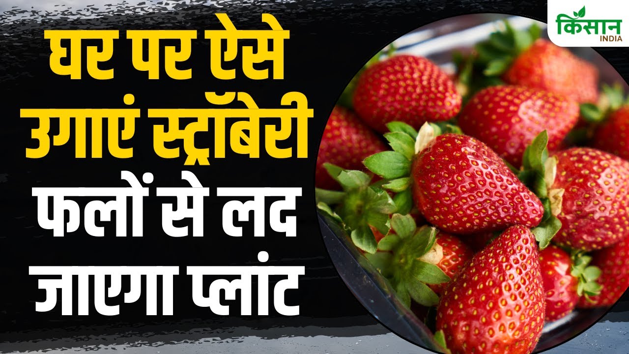 घर पर स्ट्रॉबेरी उगाने के लिए अपनाएं ये टिप्स