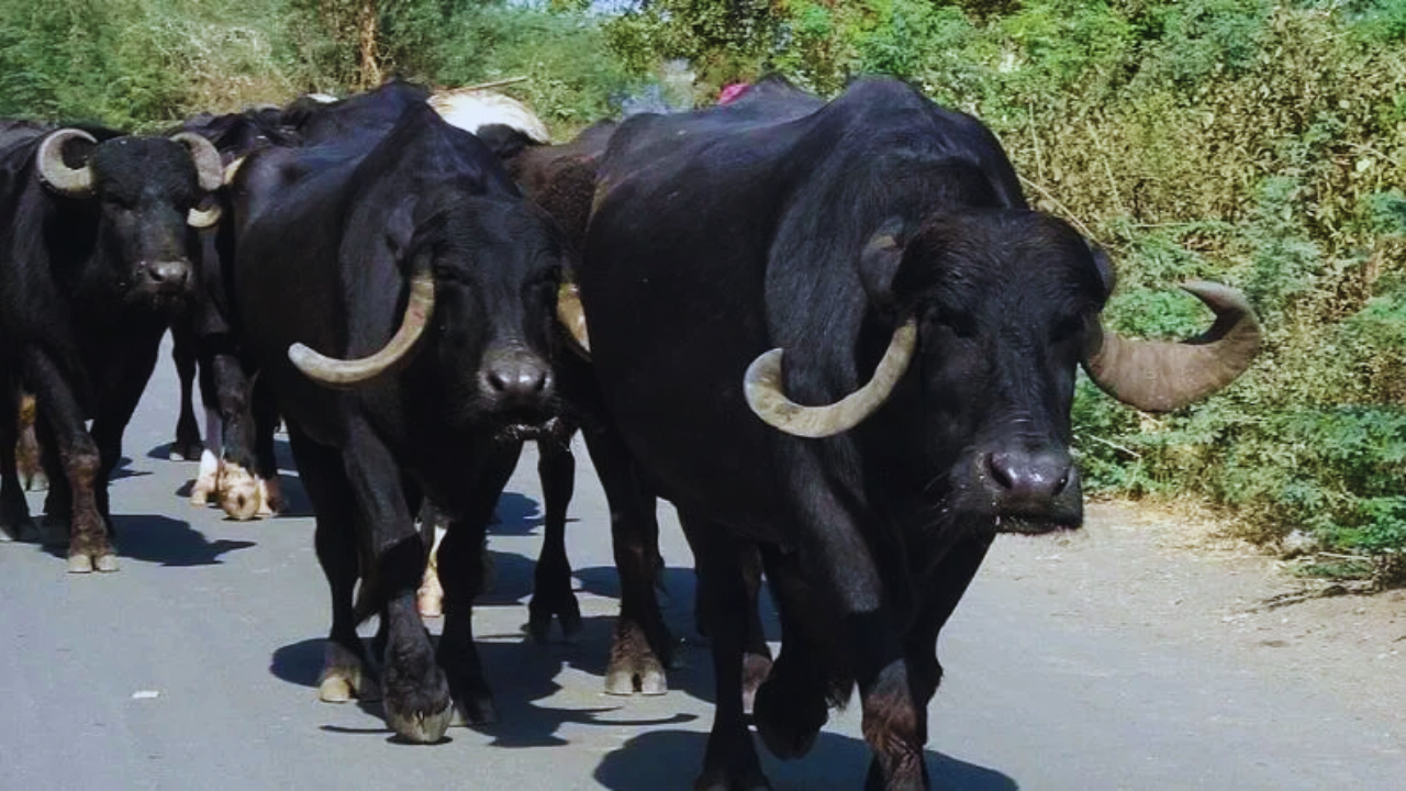 Cattel Farming: हर महीने 14 हजार रुपये कमाई कराएगी देसी भैंस, ऐसे करें पालन