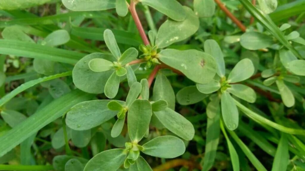 नोनी साग, पर्सलेन की एक प्रजाति है. इसे लूनी साग भी कहा जाता है. यह पोषक तत्वों से भरपूर होता है और कई तरह के स्वास्थ्य लाभ देता है. नोनी साग का सेवन सर्दियों में ज़्यादा फ़ायदेमंद माना जाता है. इसे जितिया व्रत में भी खाया जाता है. 