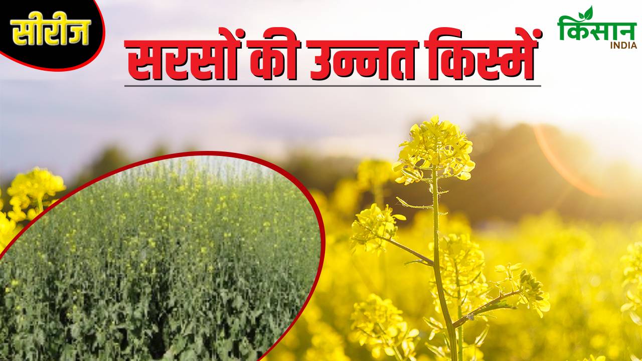 सरसों की कैनोला किस्म से बंपर उपज पा रहे किसान, खर्च से ज्यादा हो रहा मुनाफा