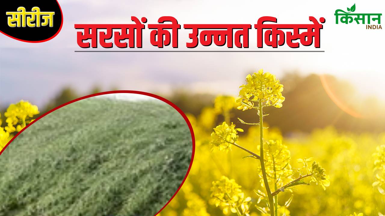 किसानों की पसंदीदा बनी सरसों की नई वैरायटी, ज्यादा उपज और तेल रिकवरी ने लुभाया