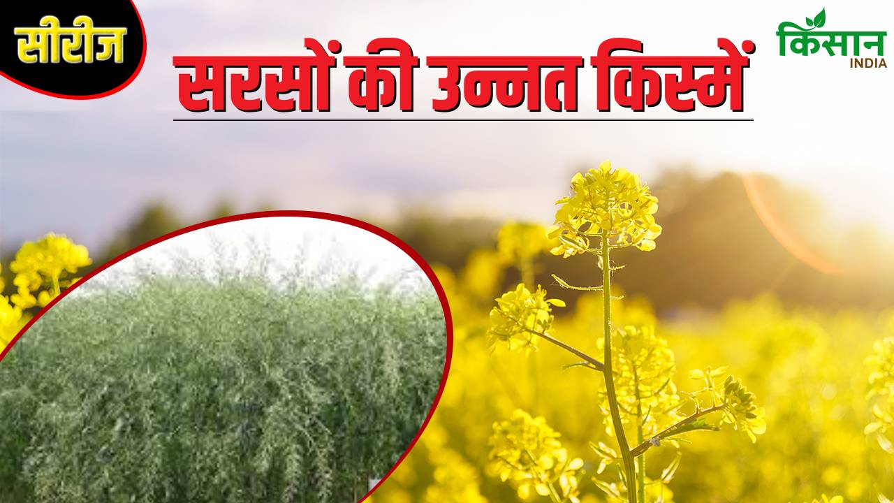 कम दिनों में ज्यादा उपज देती है पूसा सरसों-21, इस तरह करें बुवाई तो मुनाफा बढ़ेगा
