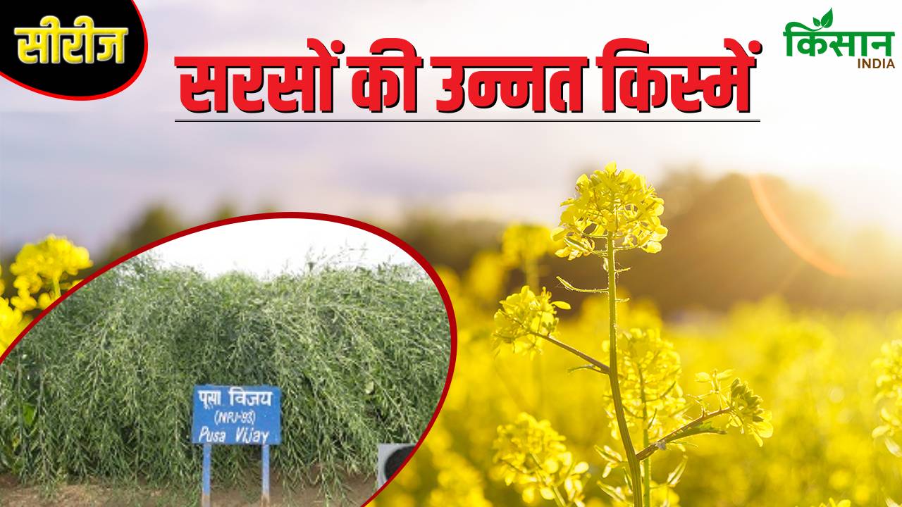 अधिक गर्मी झेलने में सक्षम है नई सरसों किस्म, बढ़ाएगी किसानों की आमदनी