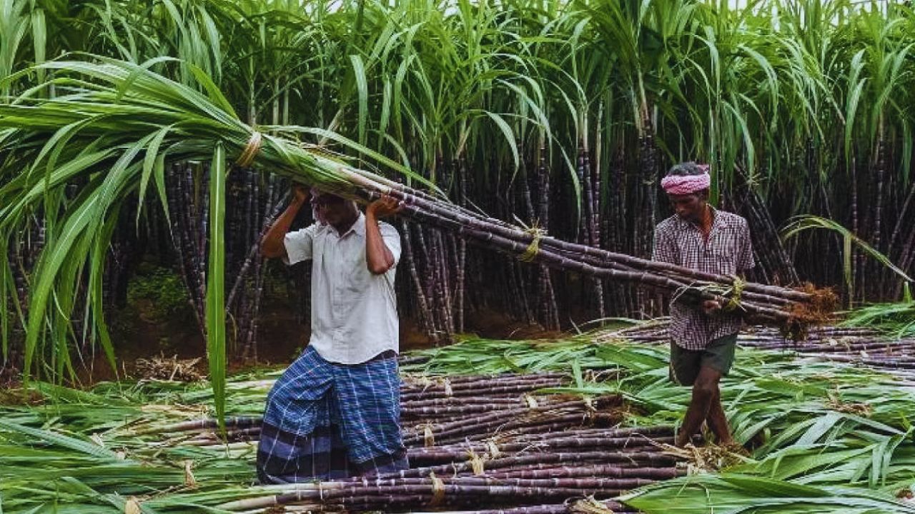 नई गन्ना किस्म ‘बिस्मिल’ को हरी झंडी, अब इन 4 राज्यों में भी हो सकेगी खेती