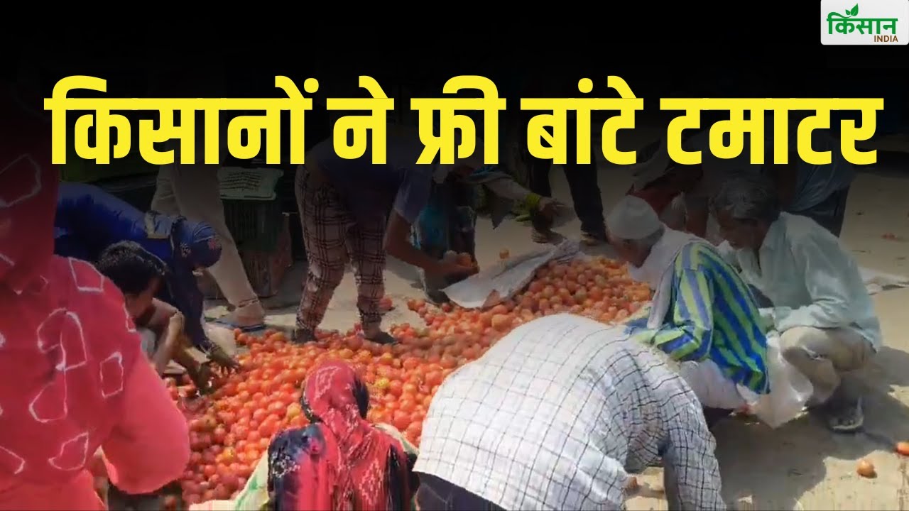 टमाटर की कीमतों से परेशान किसान, फ्री में बांट दिए टमाटर