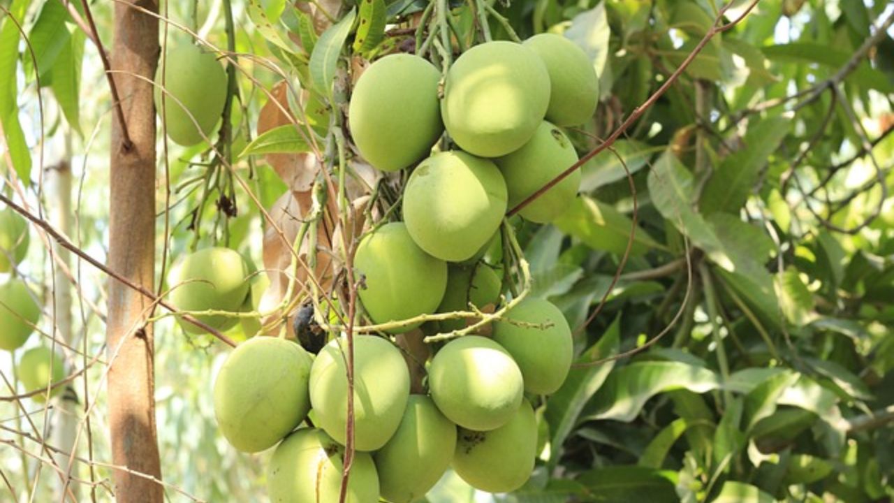 Dasheri Mango: नवाबों के दौर का यह आम स्वाद में बेमिसाल, विरासत भी है कमाल