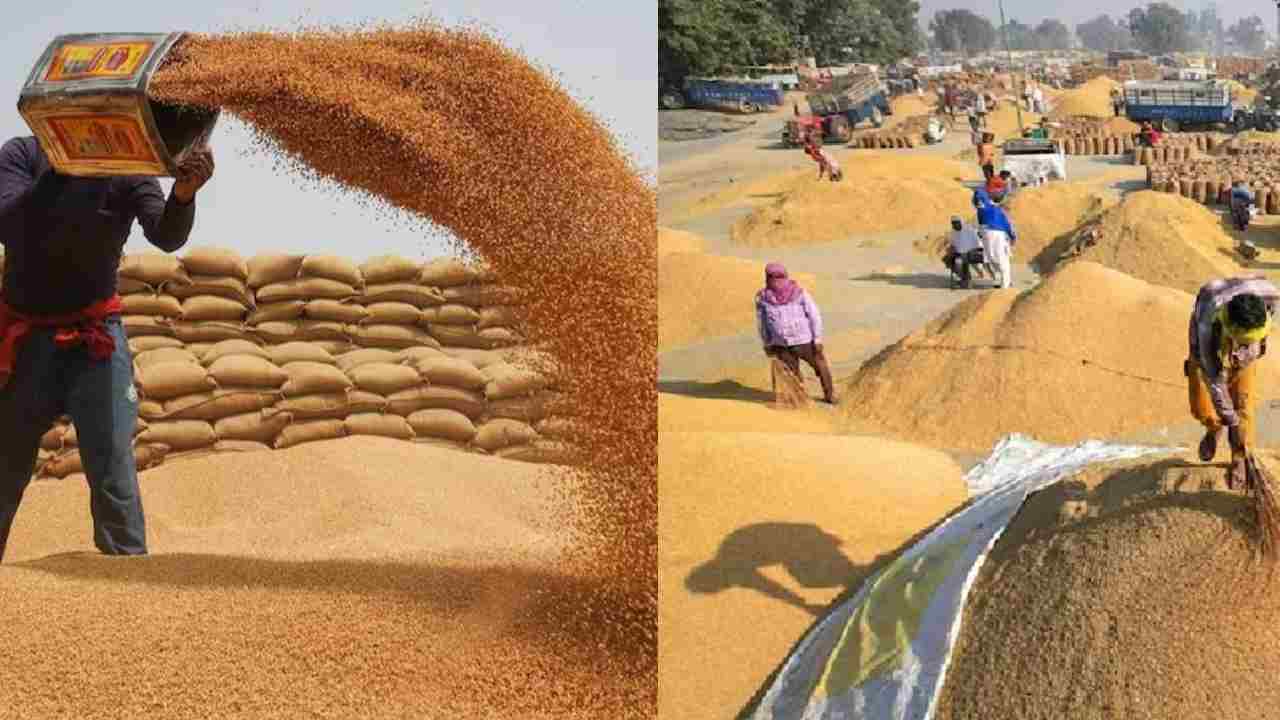पंजाब में गेहूं खरीद सीजन समाप्त: 129 लाख मीट्रिक टन गेहूं खरीदी, निजी व्यापारियों का हिस्सा बढ़ा